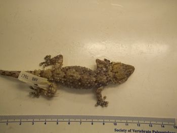 Media type: image;   Herpetology R-183771